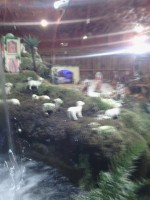 /album/fotos-da-visita-presepio-cavalinho/img-20150315-102854-jpg/